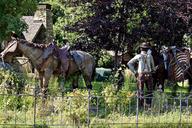 metal-horse-rider-saddle-statue-51144.jpg