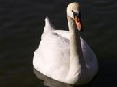 animals-swan-water-water-bird-217650.jpg