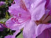 rhododendron-blossom-bloom-flower-373927.jpg