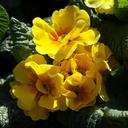 primrose-yellow-flower-spring-90341.jpg