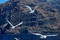 seagulls-flying-ocean-gigantes-92944.jpg