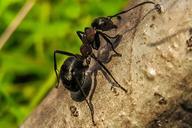 ant-priroda-macro-insects-nature-891699.jpg