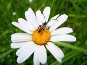 beetle-black-beetle-flower-350495.jpg