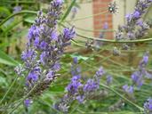 violet-flower-lavender-nature-174052.jpg