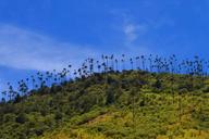 valley-cocora-salento-silhouettes-996502.jpg