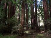 Redwoods at meir park.jpg