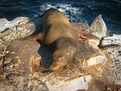 sea-lion-resting-aquatic-298353.jpg