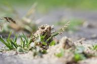 ant-hill-ant-nature-insect-788513.jpg