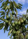 hass-avocado-tree-branch-avocados-1518880.jpg