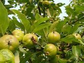 apples-branch-green-leaves-fruit-87614.jpg