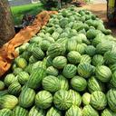 watermelon-melon-citrullus-lanatus-331276.jpg