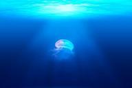 jellyfish-medusa-wildlife-animal-931886.jpg