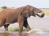 travel-namibia-africa-elephant-857079.jpg