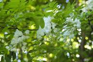 acacia-bloom-tree-flowers-white-249343.jpg