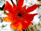 pomegranate-flower-orange-bright-221182.jpg