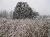 winter-frozen-bush-grass-landscape-250050.jpg