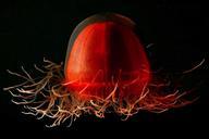 jellyfish-life-red-unique-79926.jpg