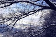 Trees under snow.jpg