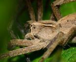 spider-insect-predator-araneae-755176.jpg