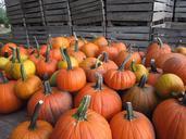 pumpkin-vegetables-garden-604050.jpg