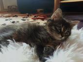 kitten-cute-concerns-rest-fluffy-656518.jpg