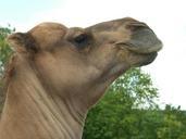 animals-desert-nature-camel-zoo-844327.jpg