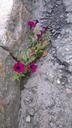 force-sidewalk-flower-rocks-stones-938054.jpg