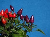 ornamental-peppers-fruits-592436.jpg