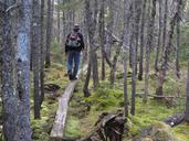 hiking-forest-backpack-nature-509955.jpg