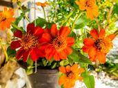 flowerpot-flowers-red-orange-258814.jpg