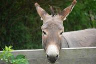 donkey-pasture-portrait-farm-1000112.jpg