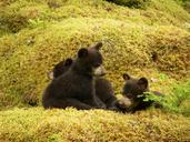 black-bears-cubs-playing-outdoors-1328136.jpg