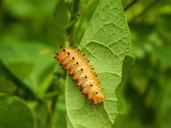 caterpillar-foliage-nature-green-405090.jpg