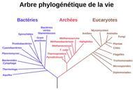 Phylogenetic_tree-fr.svg