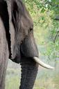 elephant-tusk-ivory-animal-trunk-419613.jpg