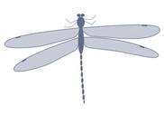 damselfly.png