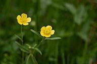 buttercup-plant-weed-meadow-nature-763114.jpg