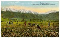 Picking_poppies,_“Mt._Baldy”_in_the_distance,_California.jpg