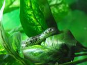 animals-snakes-reptile-snake-sting-755711.jpg