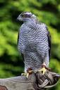 falcon-bird-nature-animal-hunter-86281.jpg