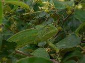 chameleon-mimicry-green-557367.jpg