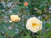 yellow-roses-yellow-roses-romantic-628919.jpg