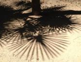 palm-palm-tree-leaf-shadow-pattern-640900.jpg