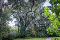 spanish-moss-epiphyte-194509.jpg