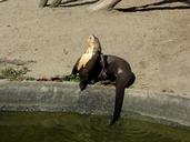 otter-park-animal-photography-1611308.jpg