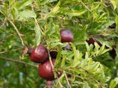 pomegranate-nature-fruit-natural-472687.jpg