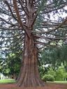 sequoia-park-huge-tribe-log-tree-224509.jpg