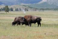 buffalo-grazing-wildlife-wyoming-1155043.jpg