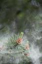 pollen-scots-pine-conifer-evergreen-1211170.jpg