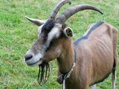 goat-billy-goat-goatee-horns-60236.jpg